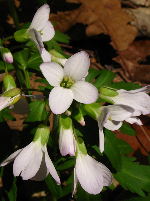 Cardamine concatenata (Cutleaf toothwort) #64084