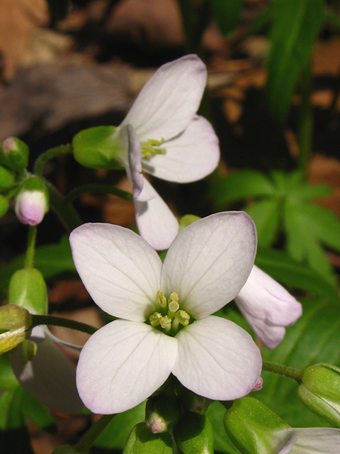 Cardamine concatenata (Cutleaf toothwort) #64085