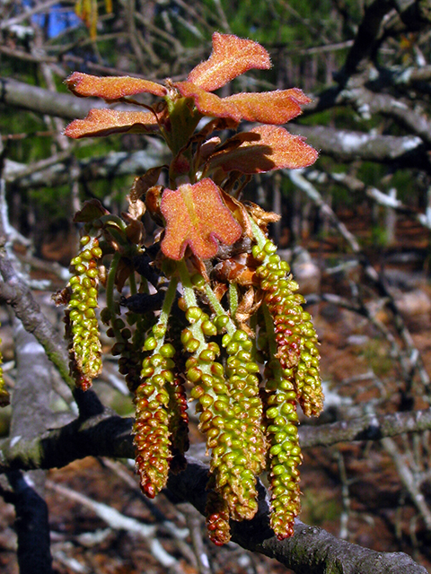 Quercus marilandica (Blackjack oak) #64087