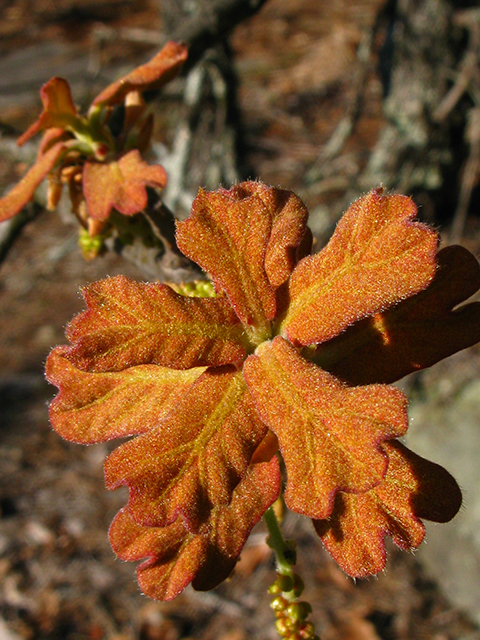 Quercus marilandica (Blackjack oak) #64088