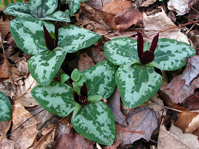 Trillium decumbens (Trailing wakerobin) #64090