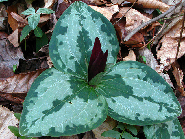 Trillium decumbens (Trailing wakerobin) #64094