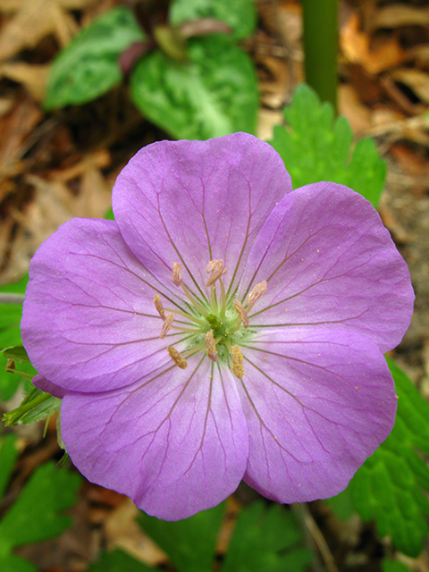 Geranium maculatum (Spotted geranium) #64103