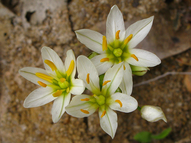 Nothoscordum bivalve (Crowpoison) #64109