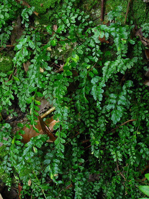 Asplenium trichomanes-dentatum (Toothed spleenwort) #64125