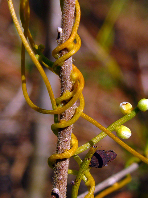 Cassytha filiformis (Devil's gut) #64126