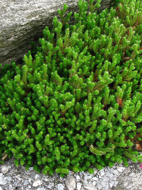 Selaginella tortipila (Twisted-hair spikemoss) #64138