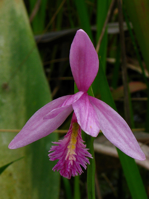 Pogonia ophioglossoides (Rose pogonia) #64142