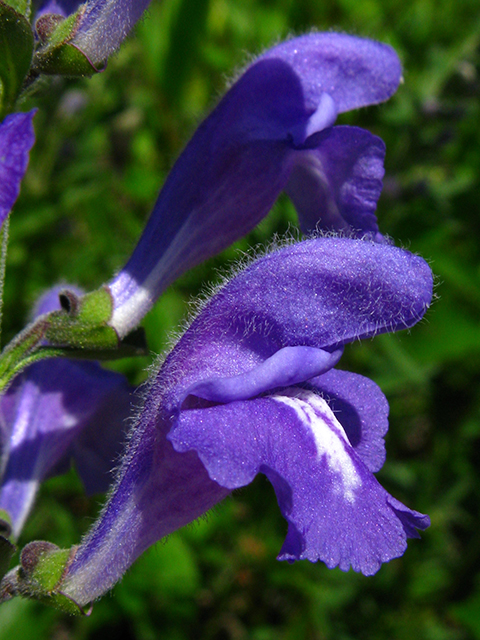 Scutellaria integrifolia (Helmet-flower) #64149