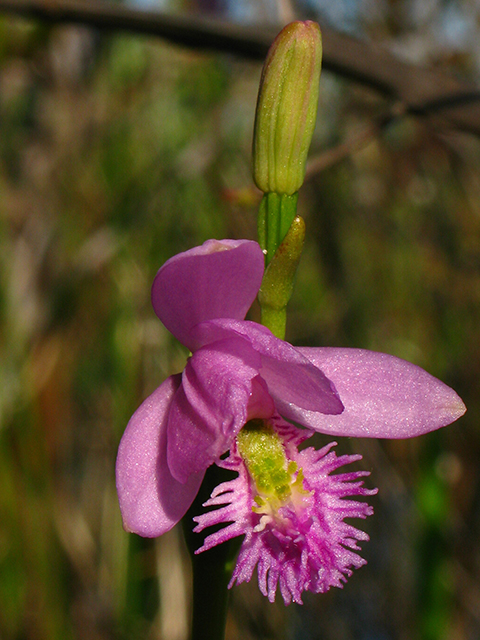 Pogonia ophioglossoides (Rose pogonia) #64154