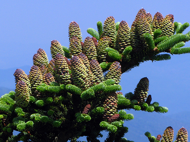 Abies fraseri (Fraser fir) #64168