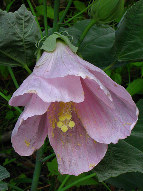 Hibiscus grandiflorus (Swamp rose-mallow) #64174