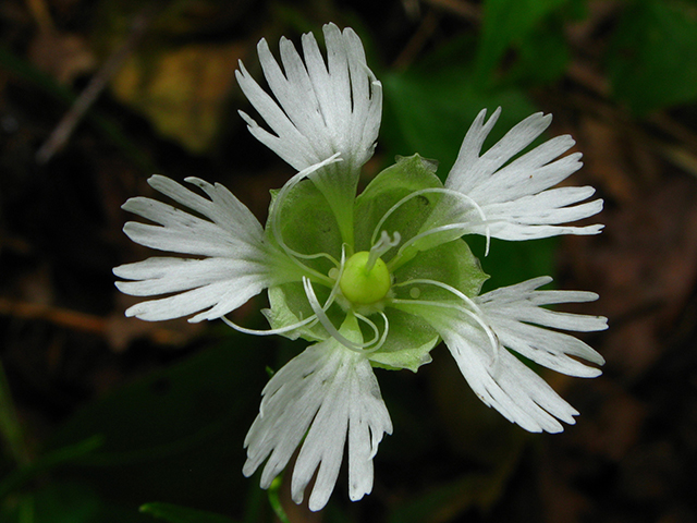 Silene stellata (Widow's frill) #64175