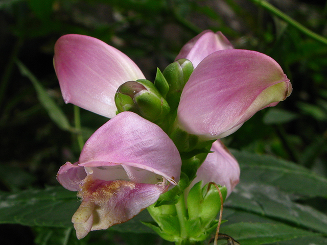 Chelone glabra (White turtlehead) #64189