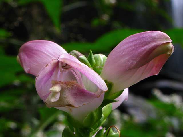 Chelone glabra (White turtlehead) #64190