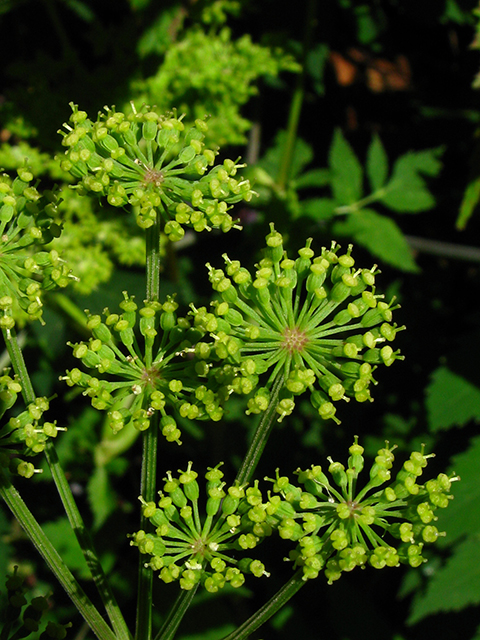 Angelica triquinata (Filmy angelica) #64194