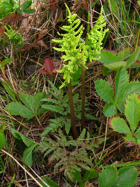 Botrychium dissectum (Cutleaf grapefern) #64196