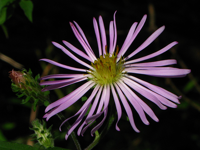 Ampelaster carolinianus (Climbing aster) #64238