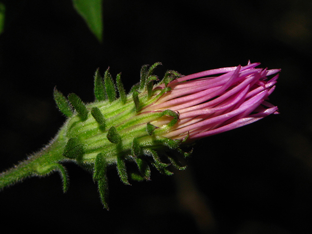 Ampelaster carolinianus (Climbing aster) #64239