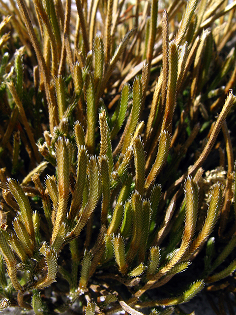 Selaginella arenicola (Sand spikemoss) #64241