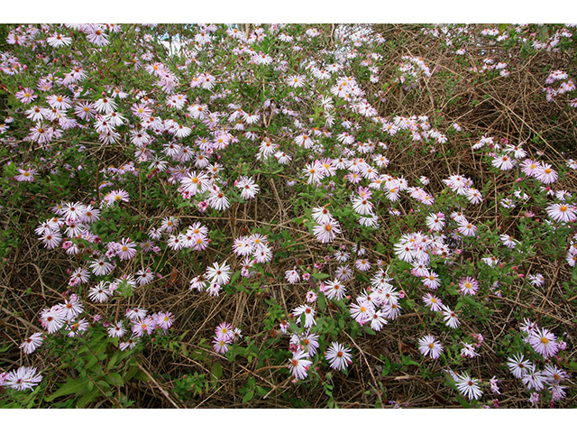 Ampelaster carolinianus (Climbing aster) #64242