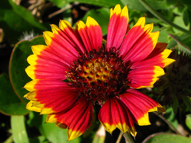 Gaillardia pulchella var. picta (Indian blanket) #64262