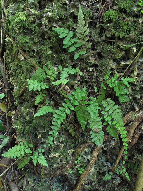 Thelypteris reptans var. reptans (Creeping maiden fern) #64279