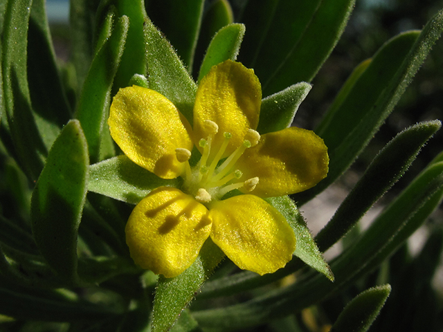 Suriana maritima (Bay cedar) #64290