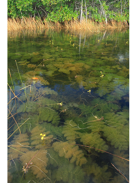 Utricularia foliosa (Leafy bladderwort) #64310