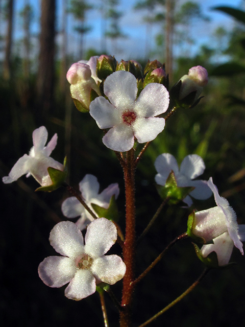 Samolus ebracteatus (Limewater brookweed) #64321