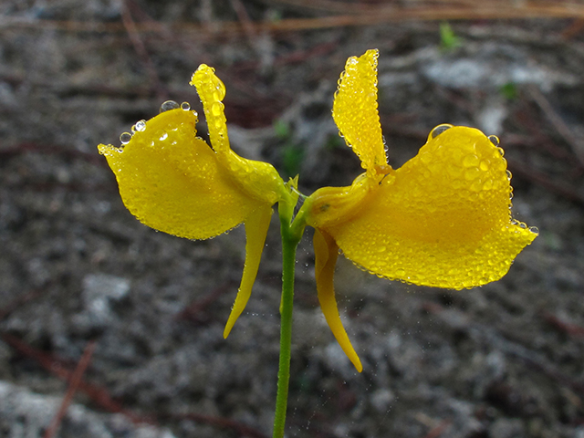 Utricularia cornuta (Horned bladderwort) #64346