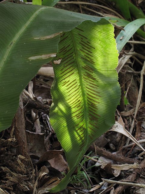 Asplenium serratum (Wild birdnest fern) #64351