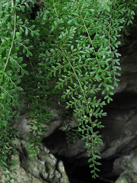 Asplenium verecundum (Limestone spleenwort) #64355