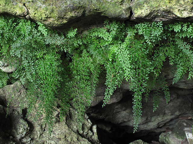 Asplenium verecundum (Limestone spleenwort) #64358