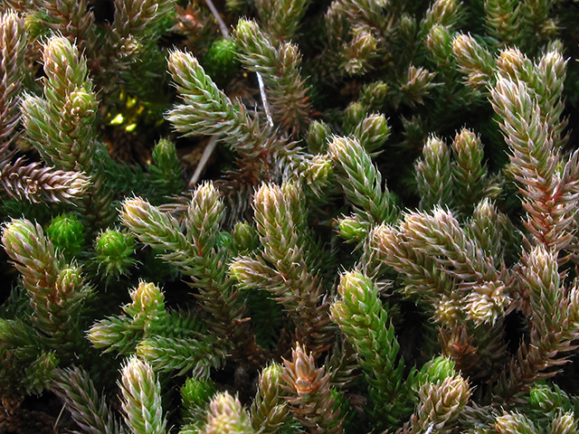 Selaginella tortipila (Twisted-hair spikemoss) #64366