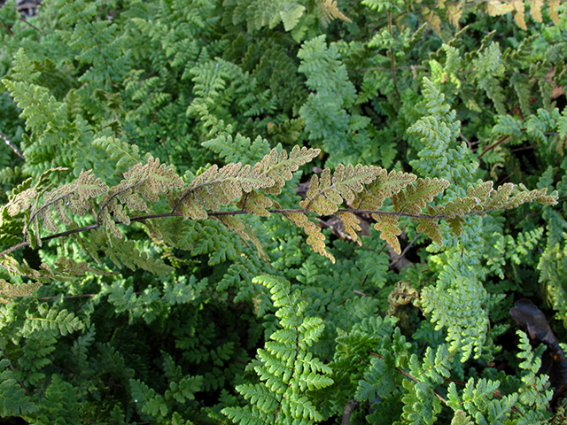 Cheilanthes lanosa (Hairy lipfern) #64371