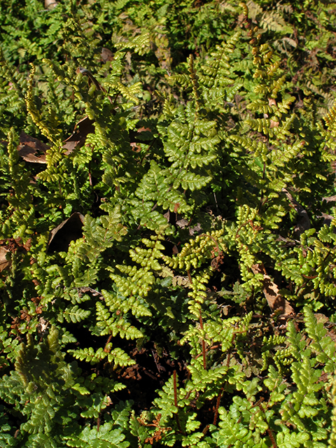 Cheilanthes lanosa (Hairy lipfern) #64372