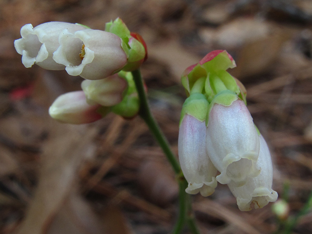 Vaccinium elliottii (Elliott's blueberry) #64379