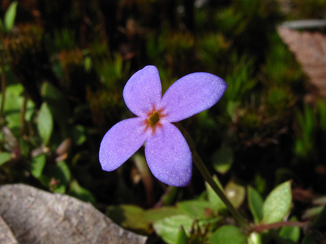 Houstonia pusilla (Tiny bluets) #64382