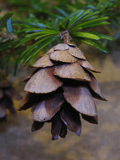 Tsuga canadensis (Eastern hemlock) #64387