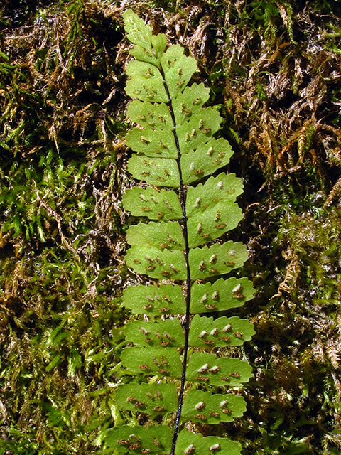 Asplenium heterochroum (Bicolored spleenwort) #64394