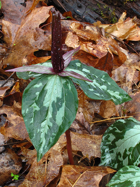 Trillium cuneatum (Little sweet betsy) #64395