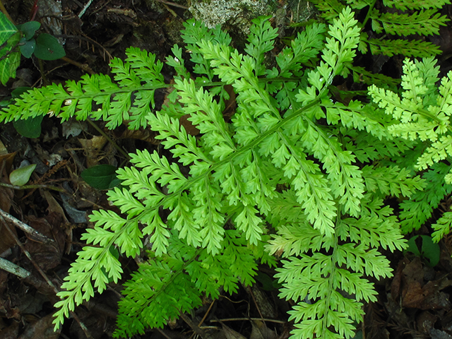 Asplenium cristatum (Hemlock spleenwort) #64397