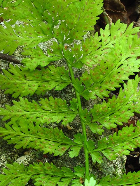 Asplenium cristatum (Hemlock spleenwort) #64398