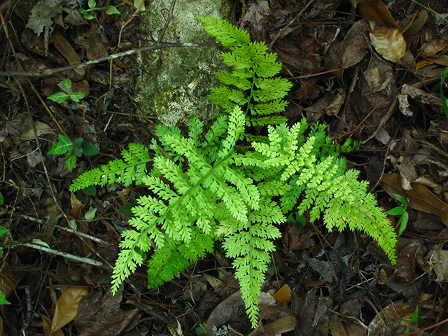 Asplenium cristatum (Hemlock spleenwort) #64405