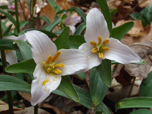 Trillium pusillum (Dwarf wakerobin) #64408