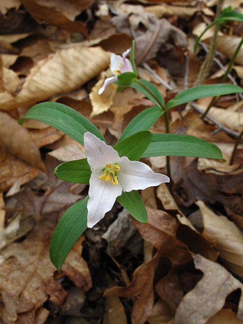 Trillium pusillum (Dwarf wakerobin) #64409