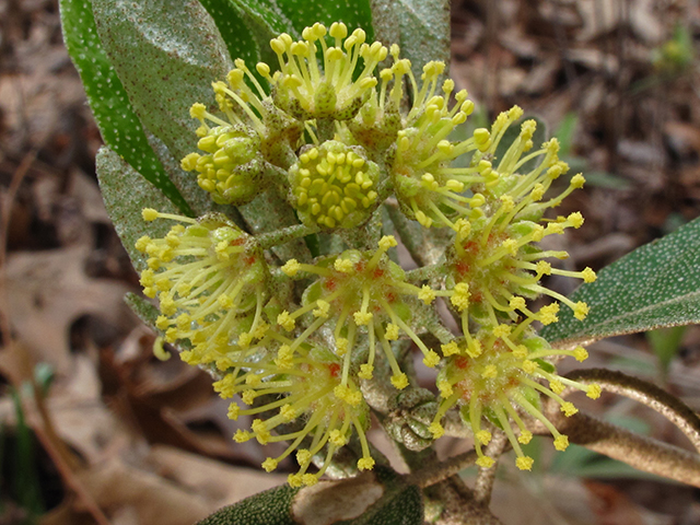 Croton alabamensis (Alabama croton) #64413