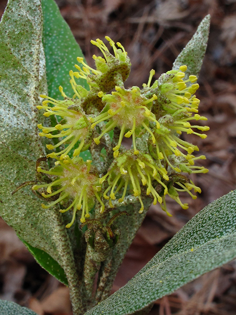 Croton alabamensis (Alabama croton) #64418