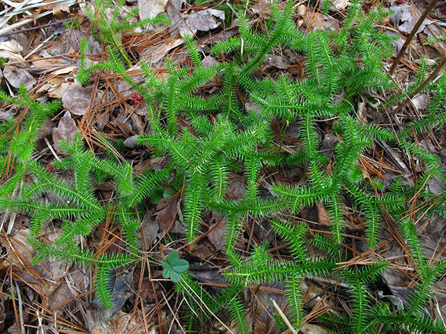 Lycopodium clavatum (Running clubmoss) #64443